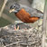 American Robin